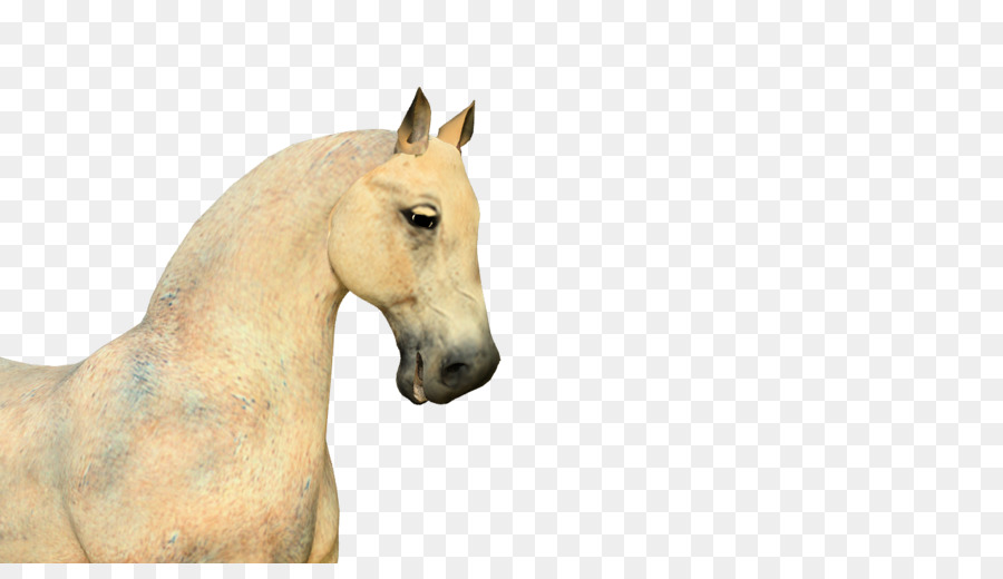 Animación，Caballo PNG