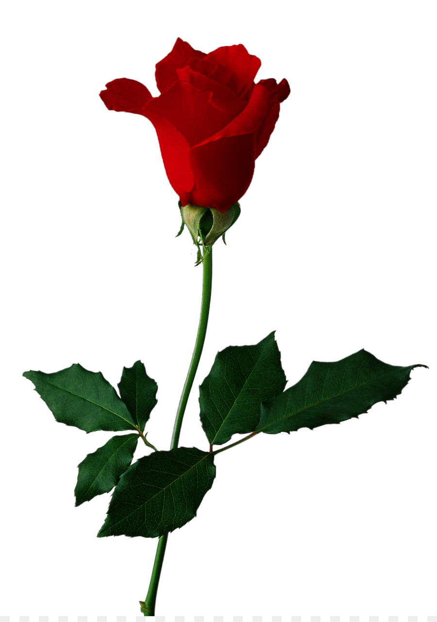 Rosa，Rojo PNG