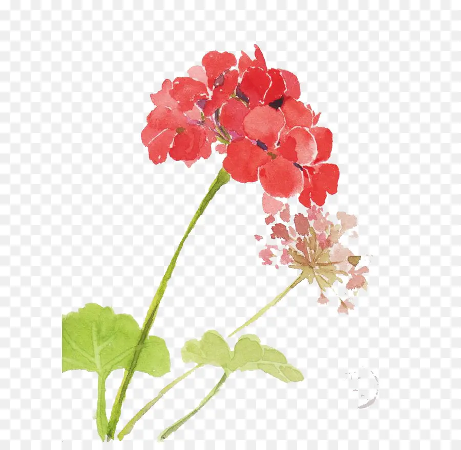 Acuarela De Flores，Pintura A La Acuarela PNG