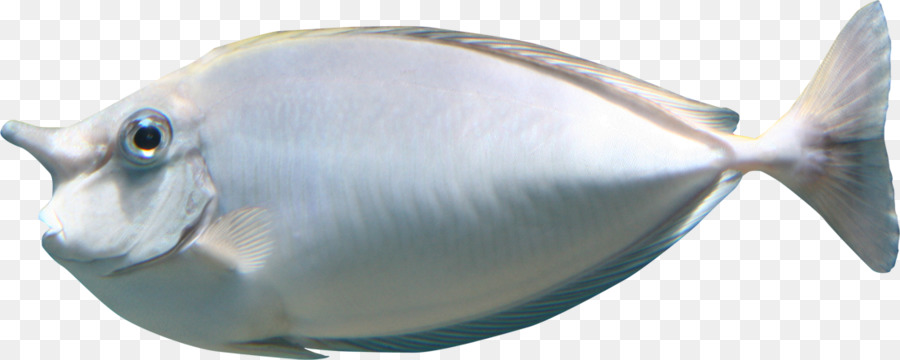 Mar，Los Peces PNG