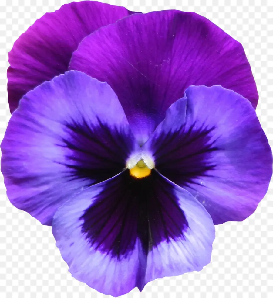 Dulce Violeta，Violeta PNG