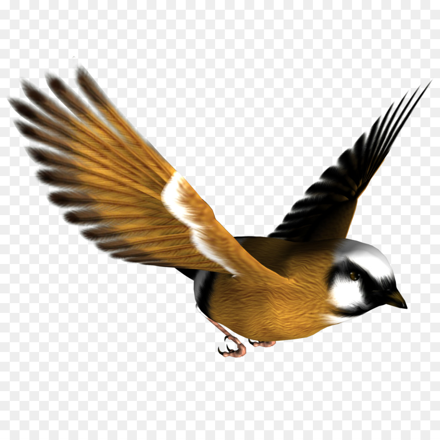 Pájaro，Vuelo PNG