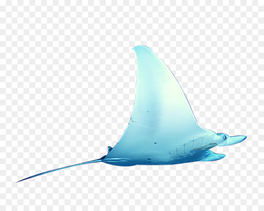 Mantarraya，Azul PNG