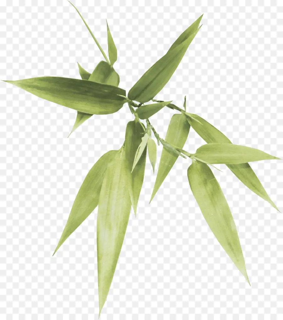 Bambú Verde，Hojas PNG