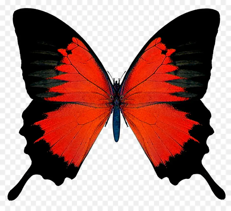 Mariposa，Rojo PNG