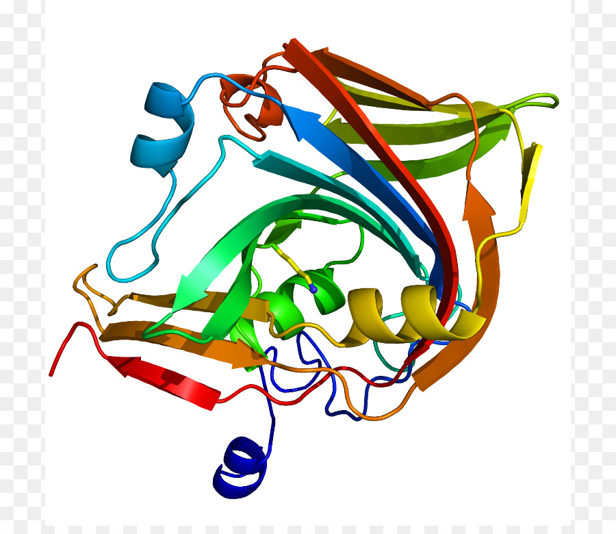 Estructura De La Proteína，Molécula PNG