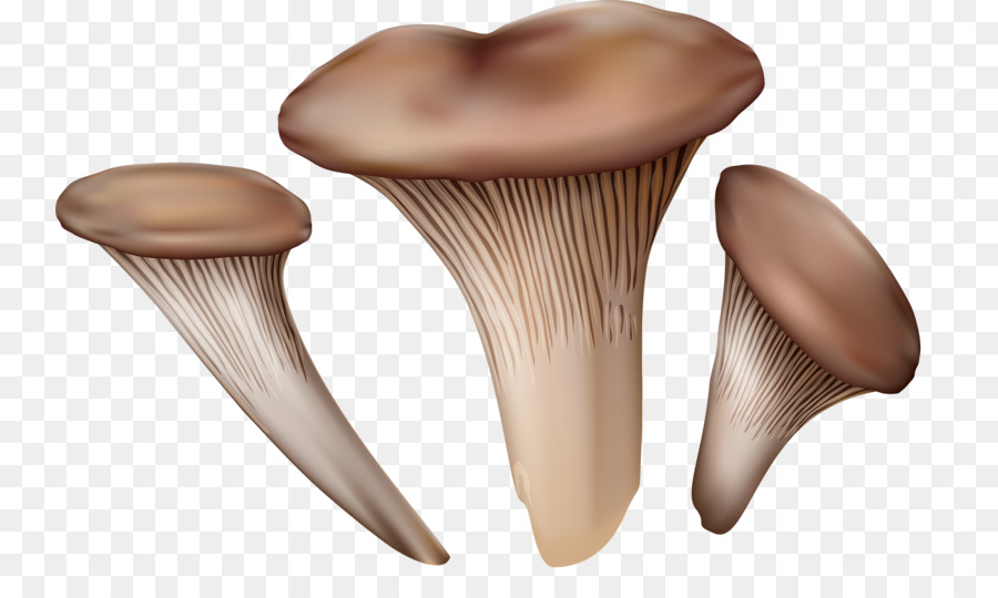 Pleurotus Eryngii，Seta PNG