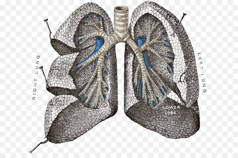 Pulmones，Respiratorio PNG