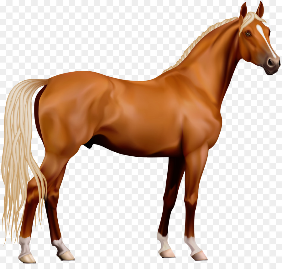 Caballo，Equino PNG