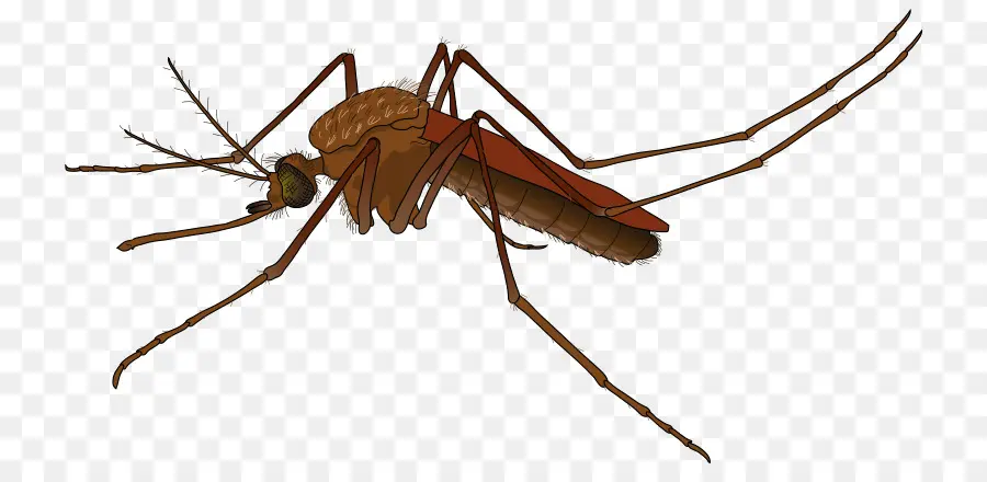 Mosquito，Los Mosquitos Volando PNG