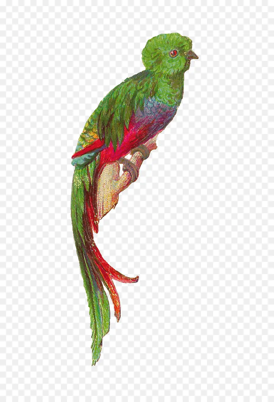 Pájaro，Quetzal PNG