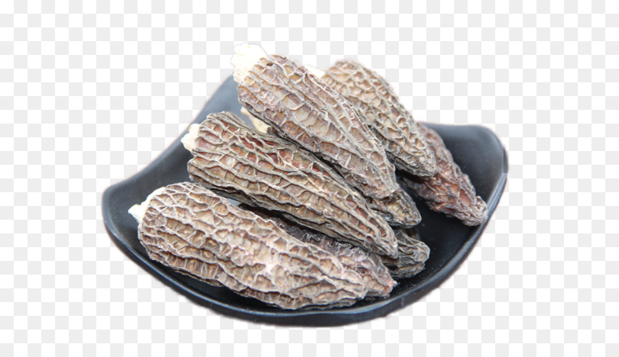 Morchella Vulgaris，Descargar PNG