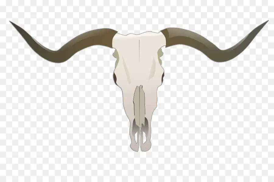 Texas Longhorn，Inglés Longhorn PNG