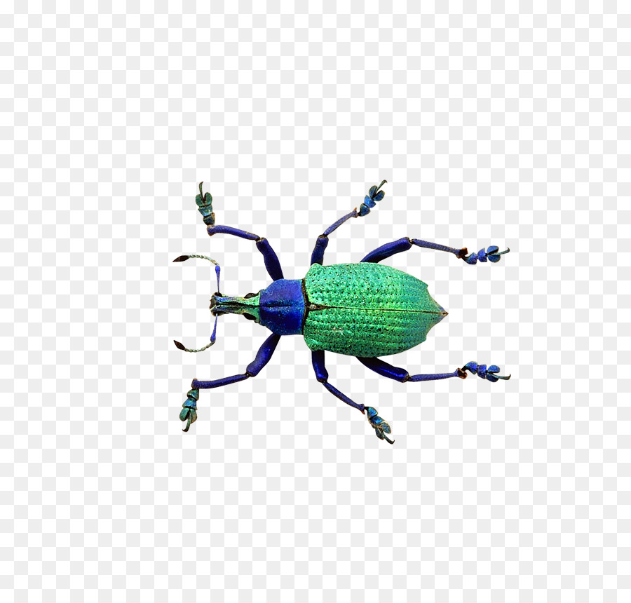 Escarabajo Colorido，Bicho PNG