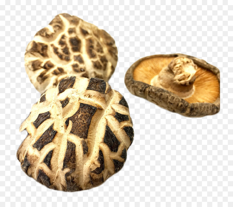 Shiitake，Seta PNG