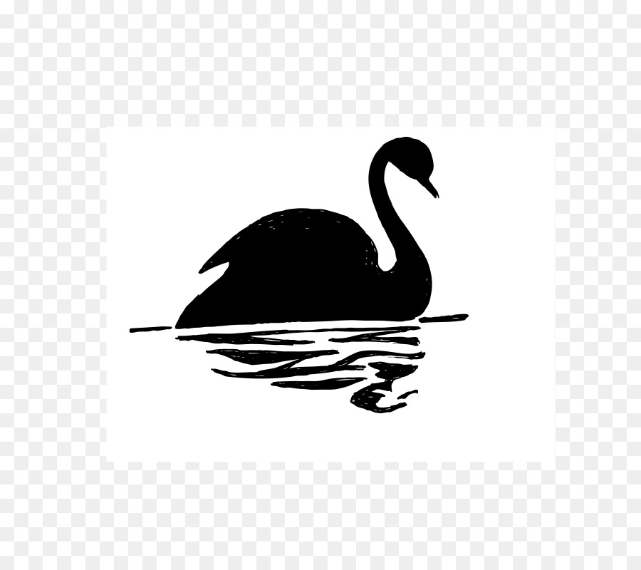 Cisne Negro，Dibujo PNG