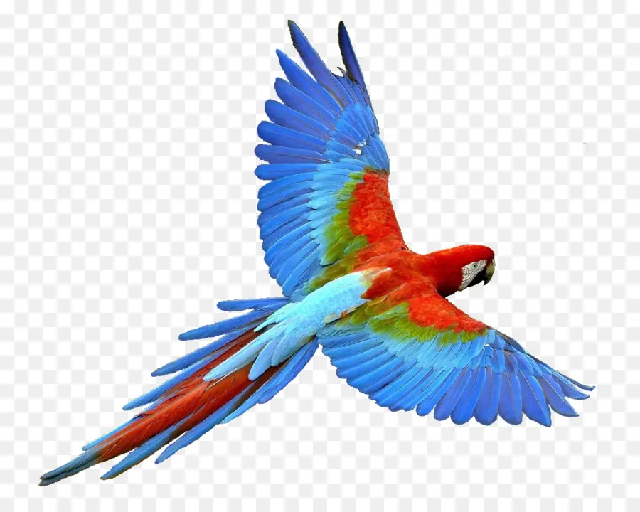 Loro Colorido，Vuelo PNG