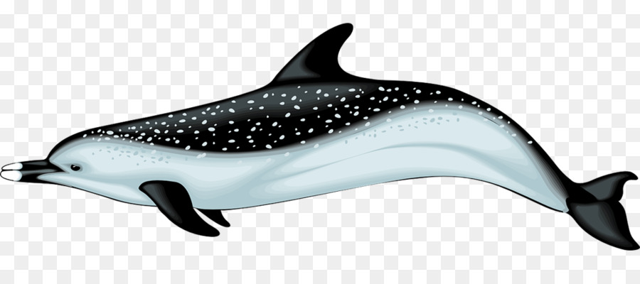 Común Delfín Nariz De Botella，Dolphin PNG