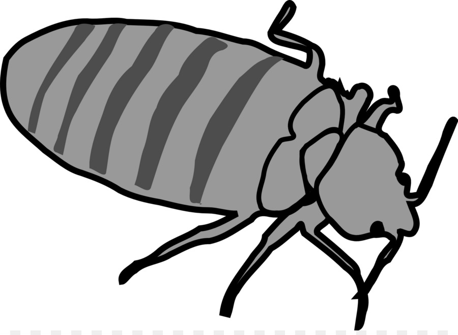 Insecto，Bicho PNG