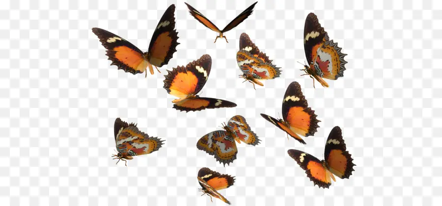 Mariposas，Vuelo PNG