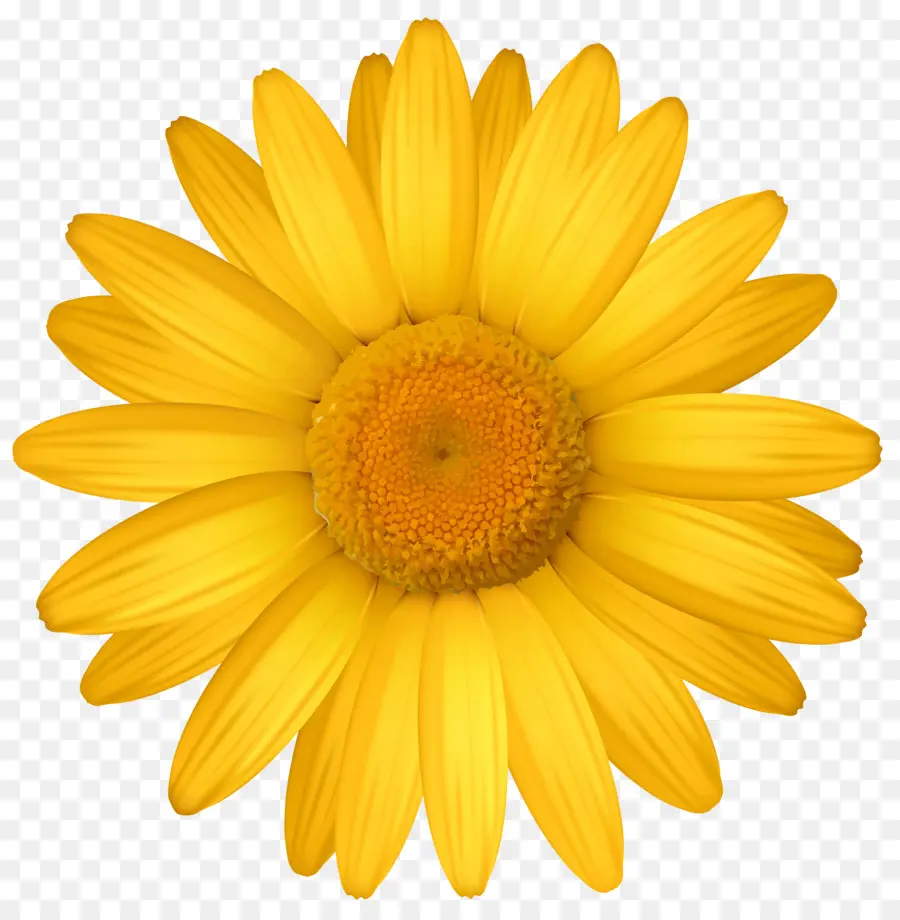 Flor，Amarillo PNG