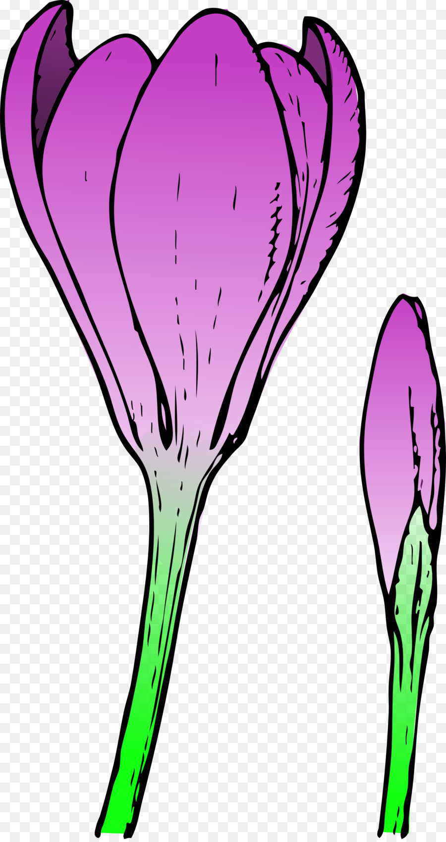 Flor，Púrpura PNG