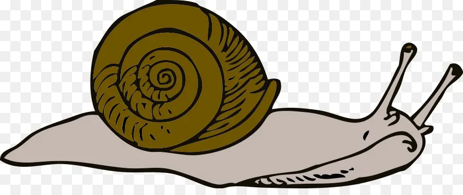 Caracol，Caracol De Mar PNG