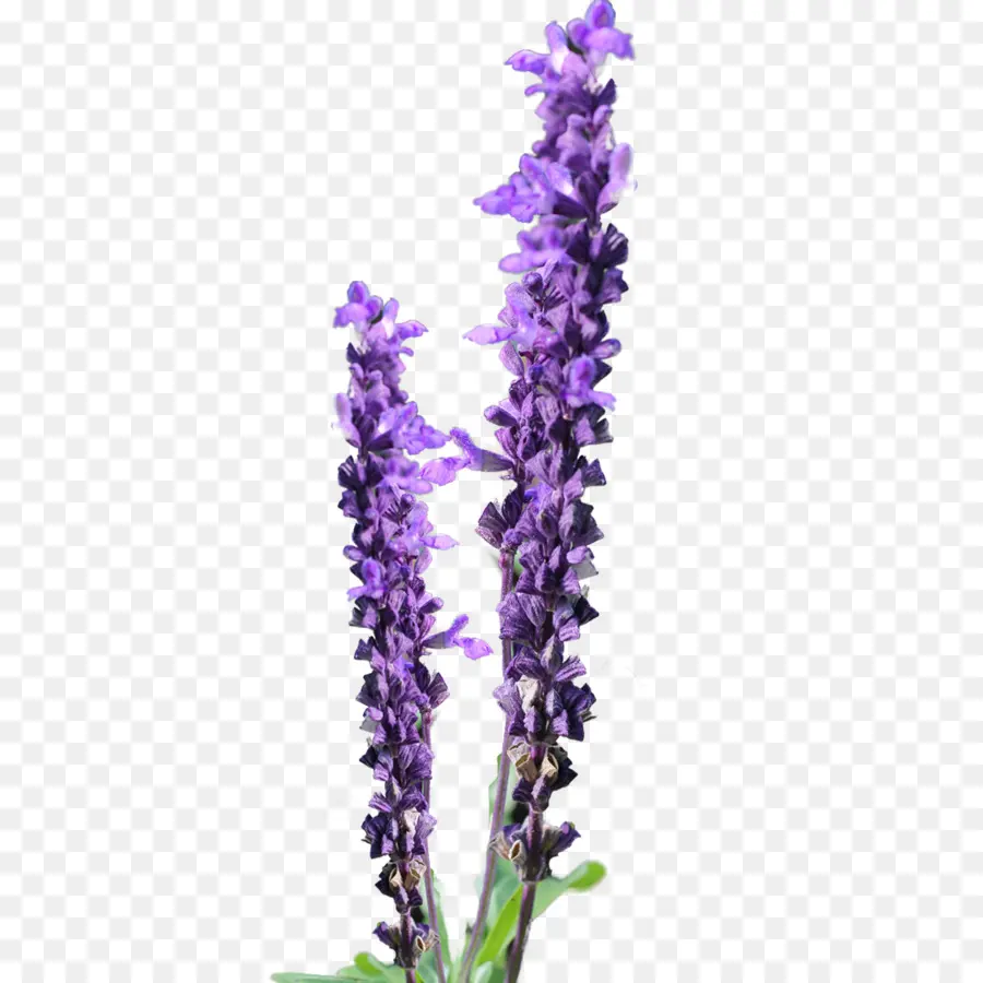 Lavanda，Púrpura PNG