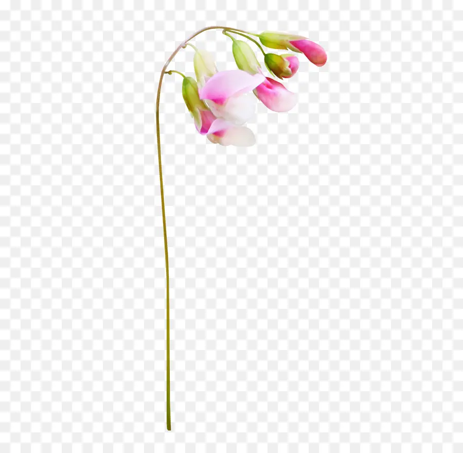 Flor，La Fotografía PNG