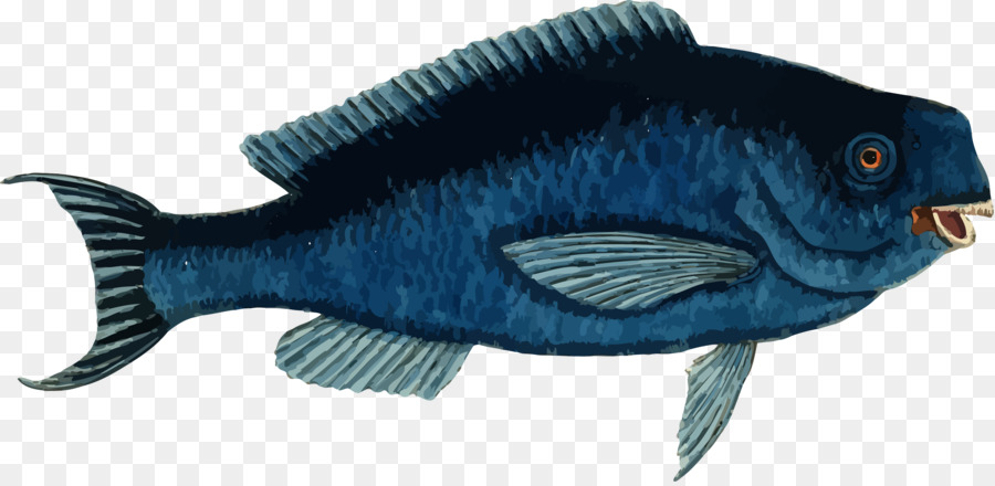 Los Peces，Pez Loro Azul PNG