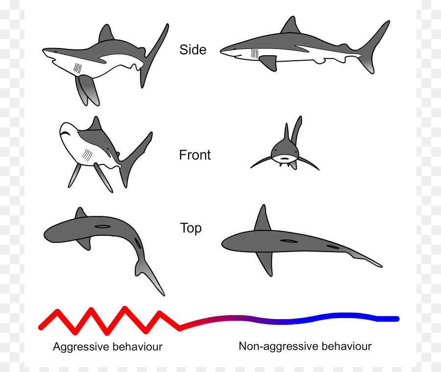 Tiburón，Carcharhinus Amblyrhynchos PNG