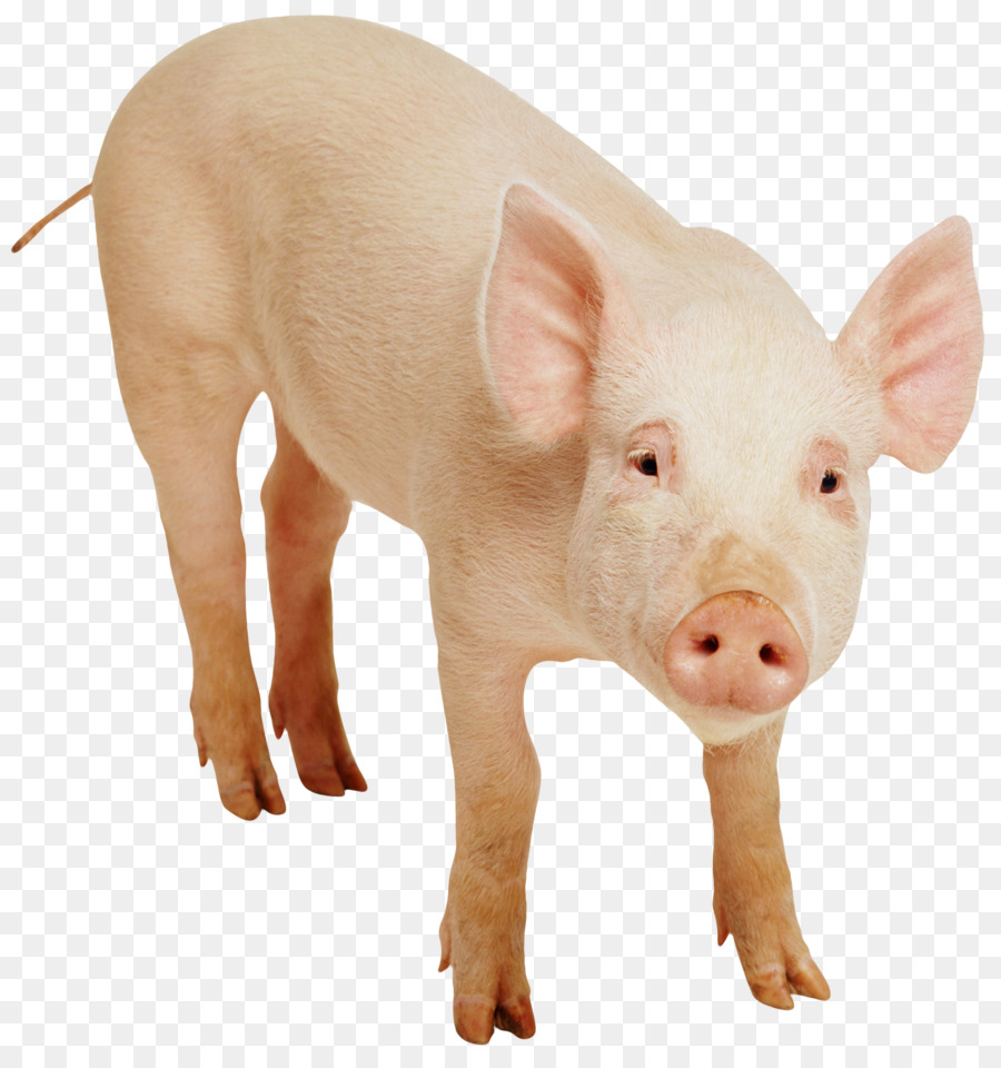 Cerdito，Granja PNG