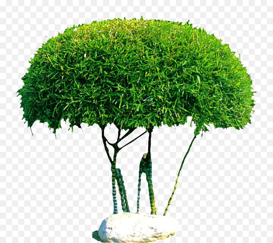 Árbol，Verde PNG