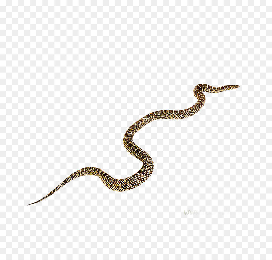 La Serpiente，La Serpiente De Cascabel PNG