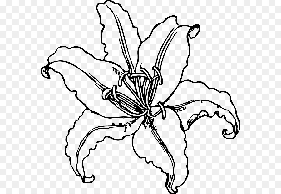 Lily Aurata，Flor PNG