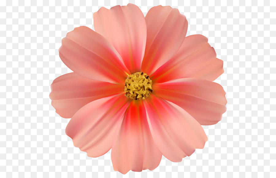 Flor，Rosa PNG