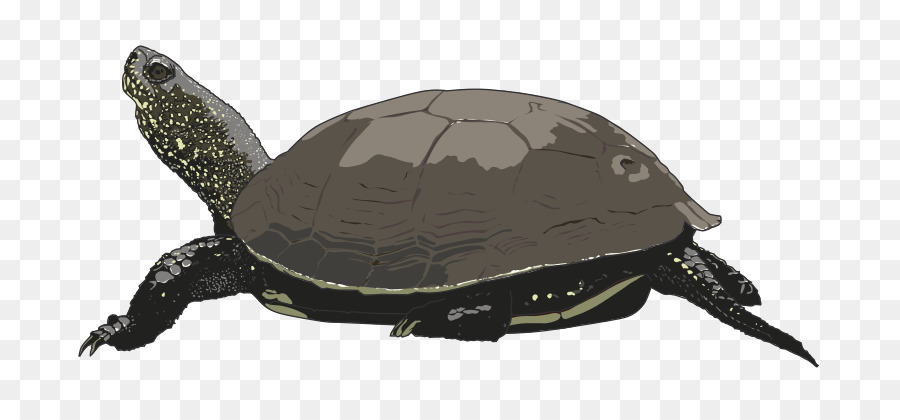 Tortuga，Reptil PNG