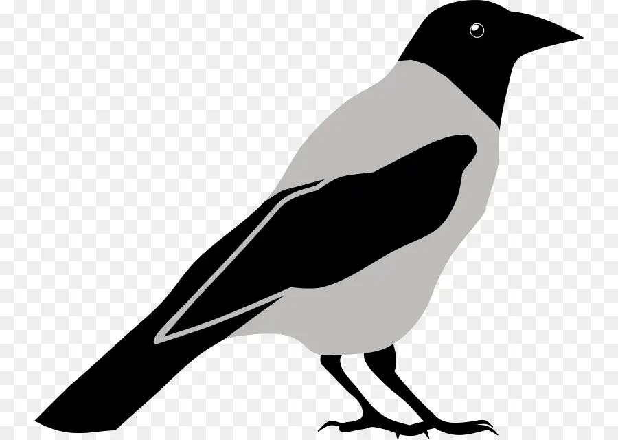 Común Raven，Cuervo PNG