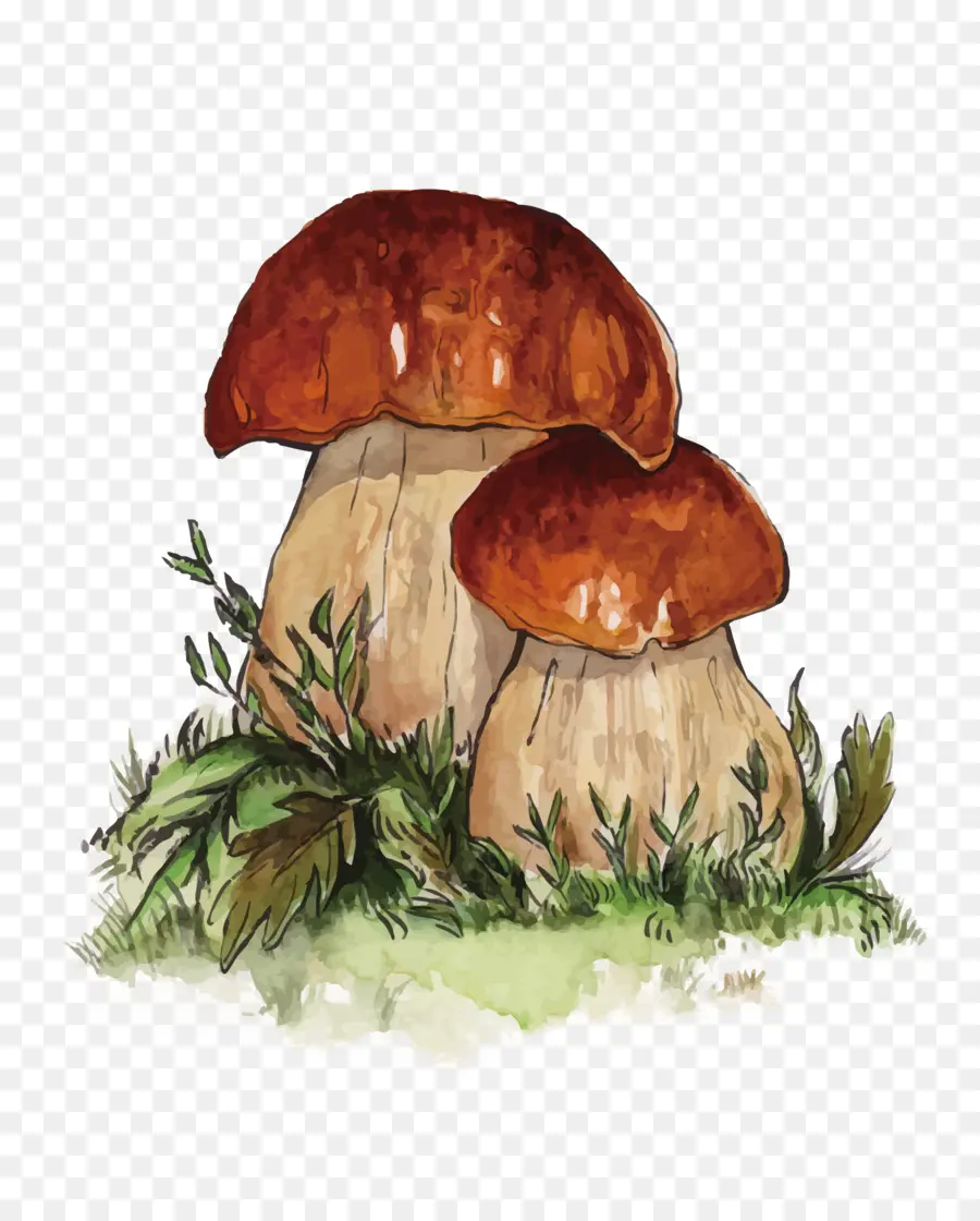 Hongos，Bosque PNG