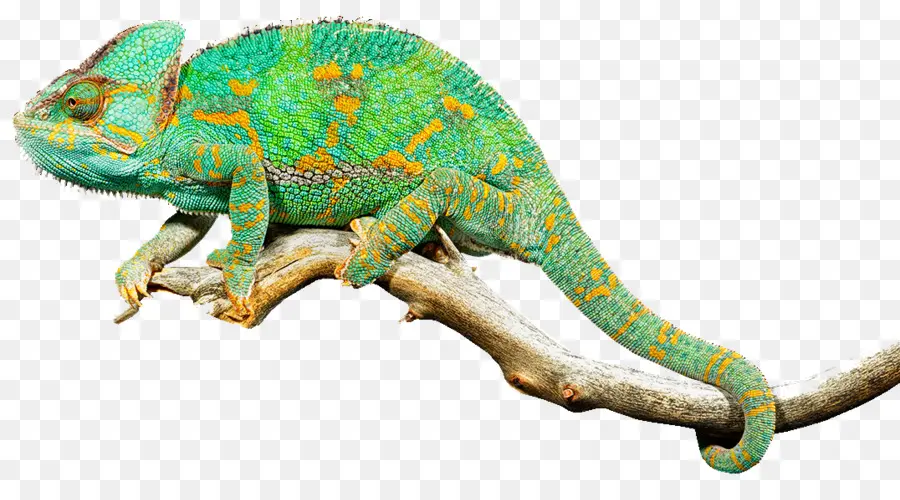 Reptiles，Lagarto PNG