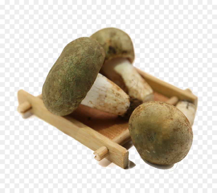 Shiitake，Seta PNG