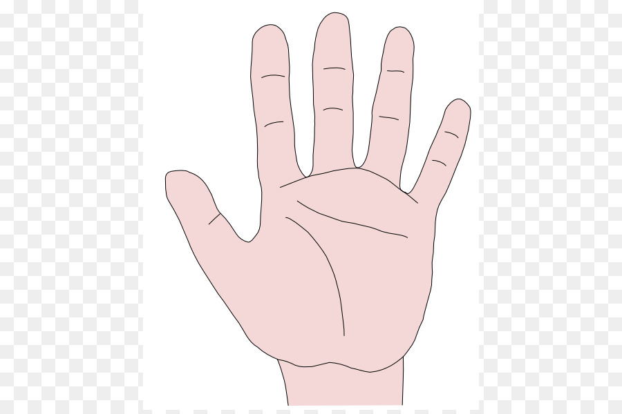 De La Mano，Sistema Somatosensorial PNG