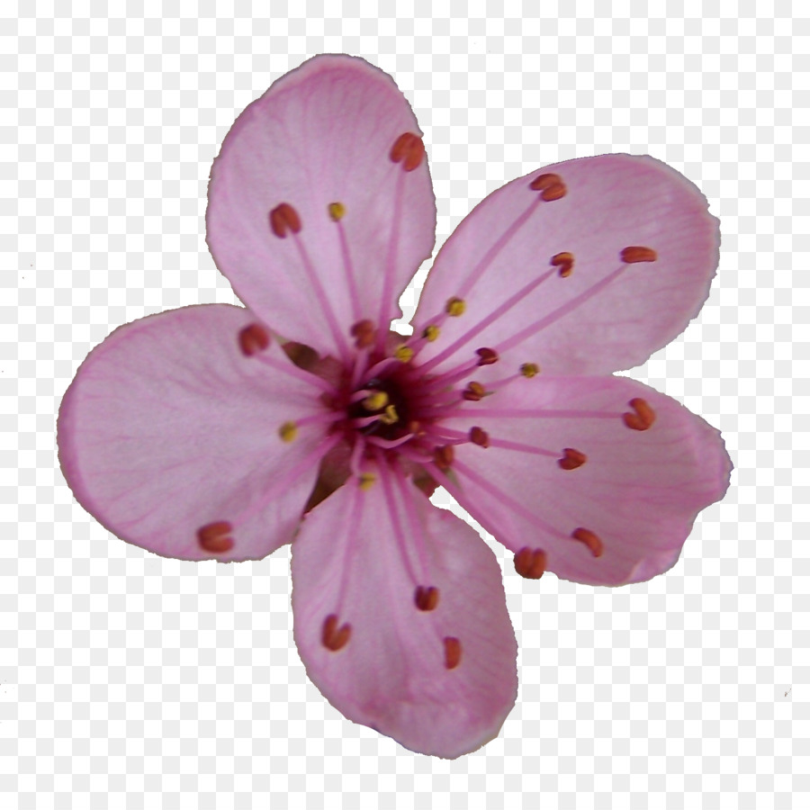 Flor Rosa，Florecer PNG