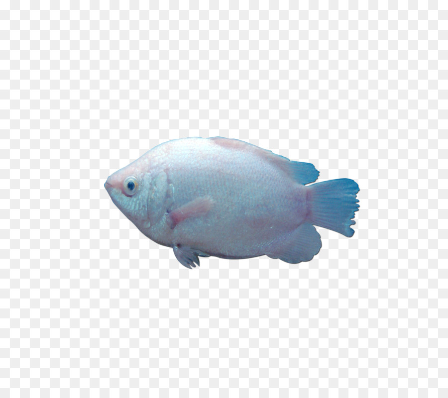 Los Peces，Descargar PNG