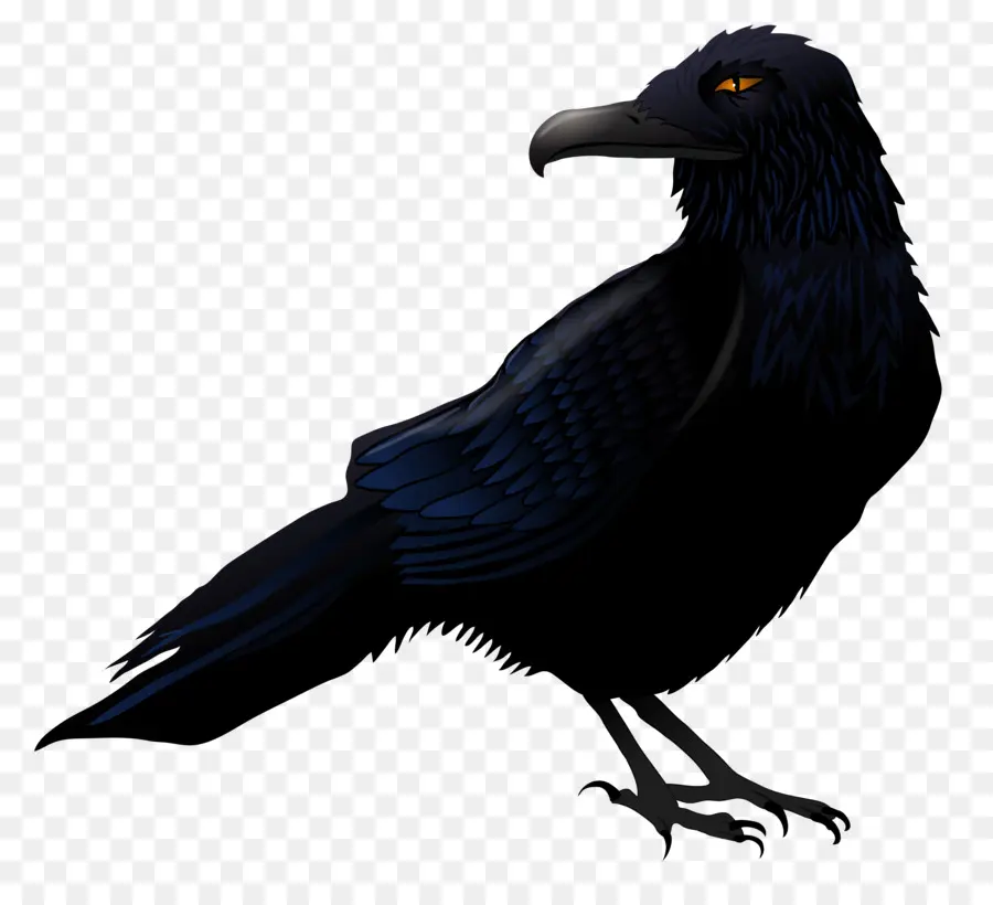 Con Capucha Cuervo，Común Raven PNG