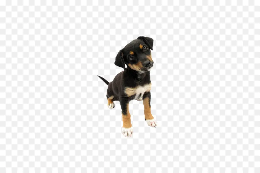 Pequeño Perro Lindo，Cachorro PNG