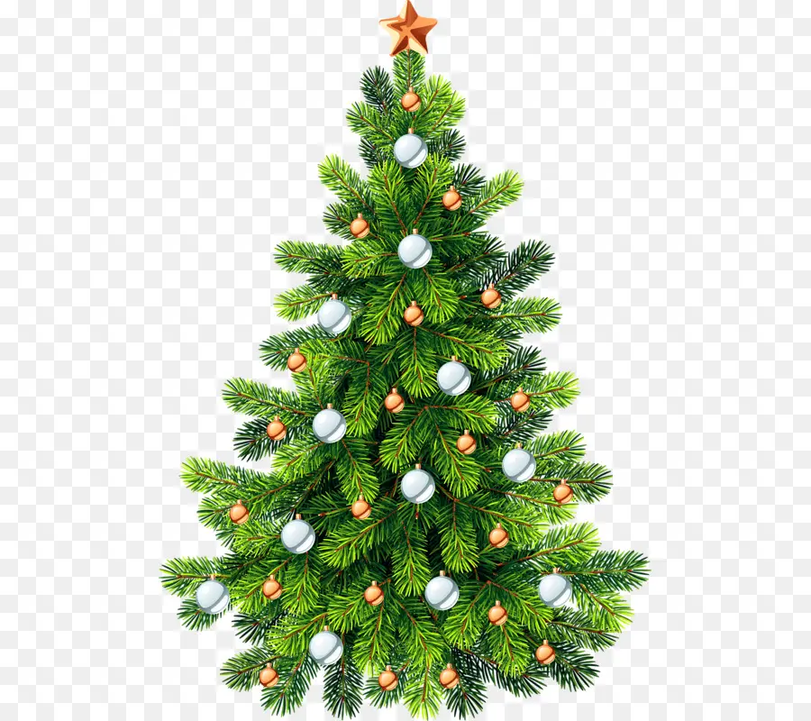 Noble Fir，árbol De Navidad PNG