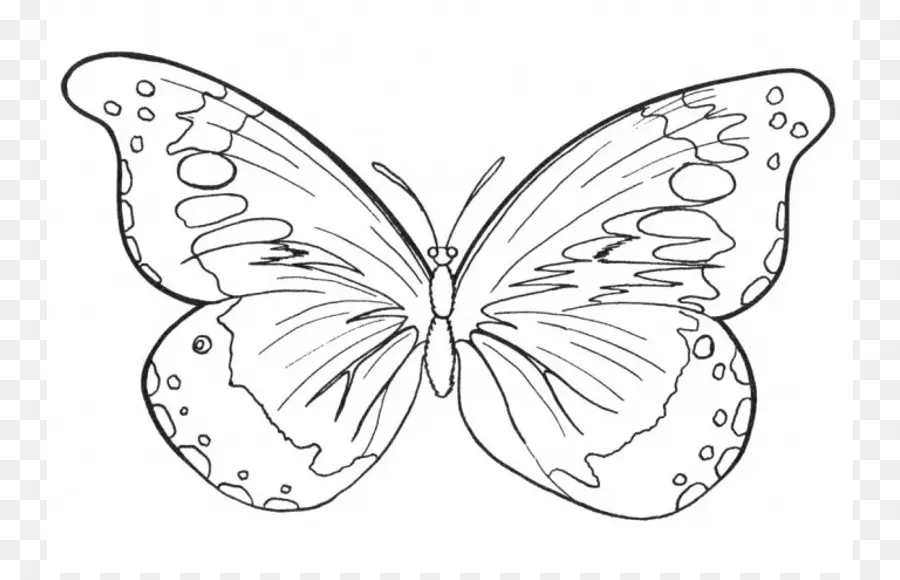 Mariposa，Libro De Colorear PNG