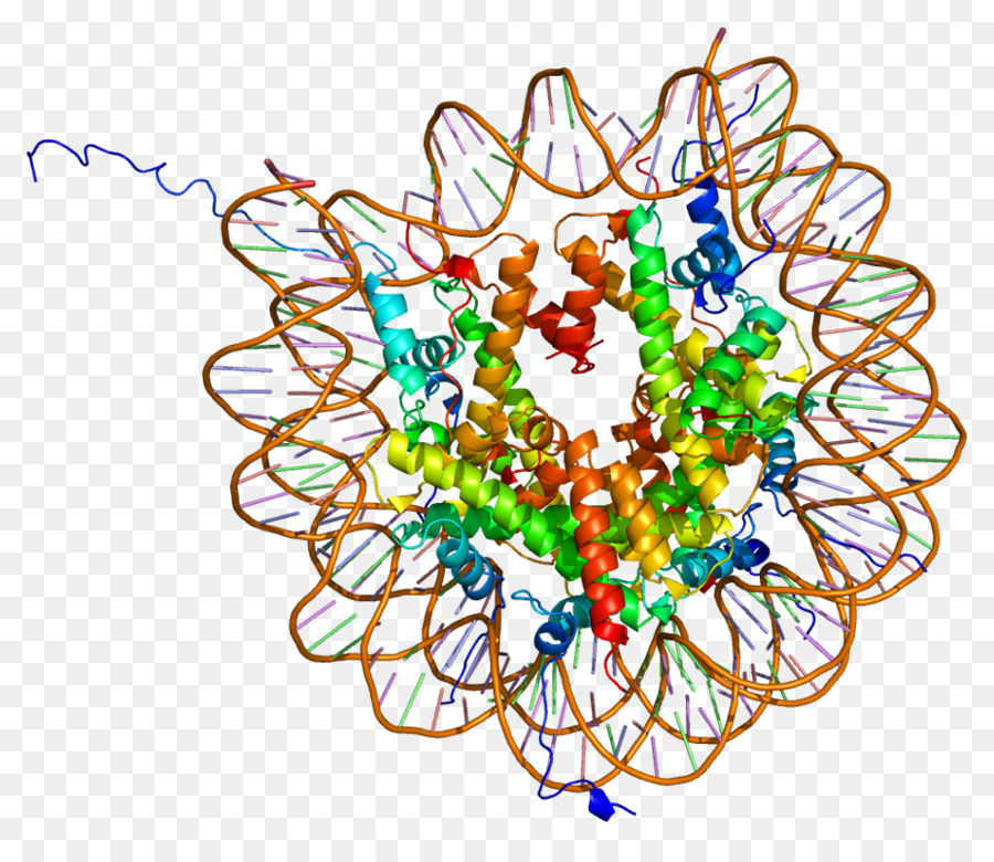 Histona，Histona Octamera PNG