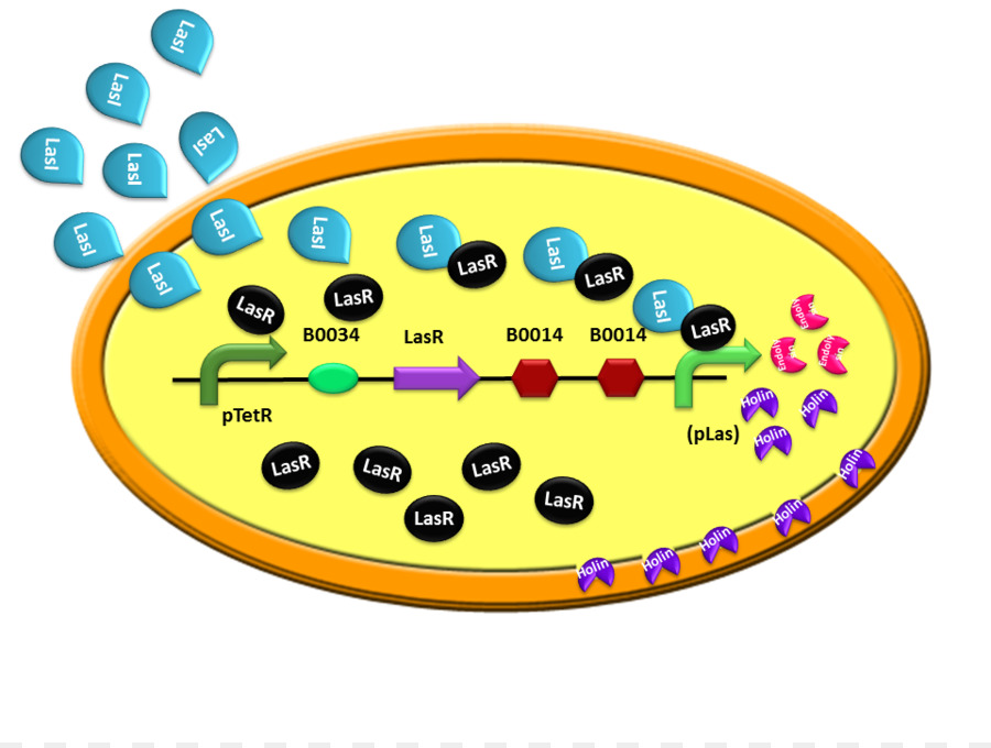 Las Bacterias，Internacional Genéticamente Máquina PNG